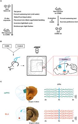 Decreased phase information transfer from the mPFC to the BLA: During exploratory behavior in CUMS rats
